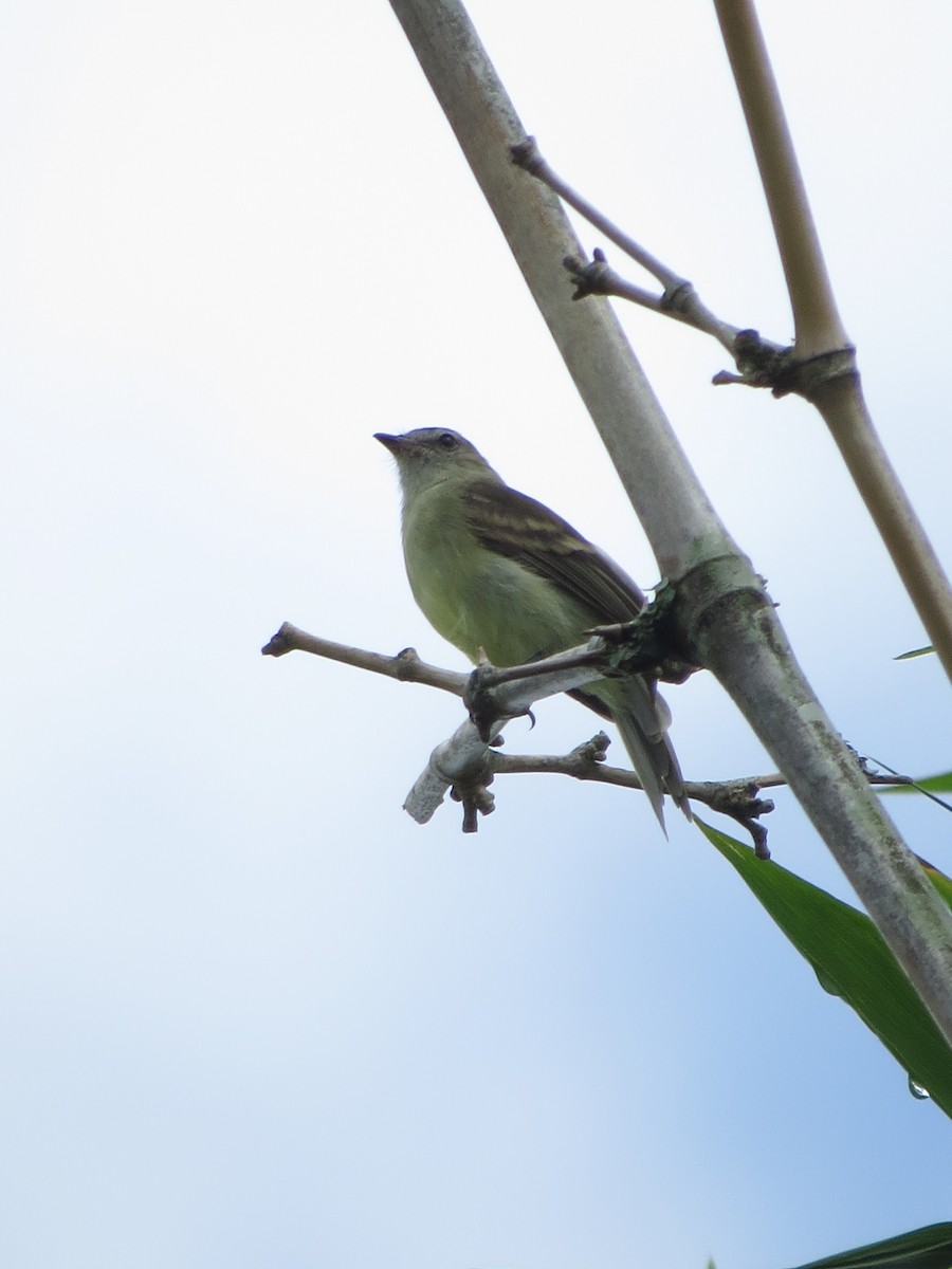 Southern Mouse-colored Tyrannulet - ML525893621