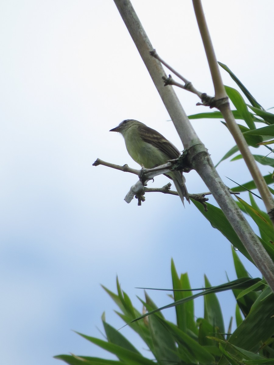 Southern Mouse-colored Tyrannulet - ML525893631