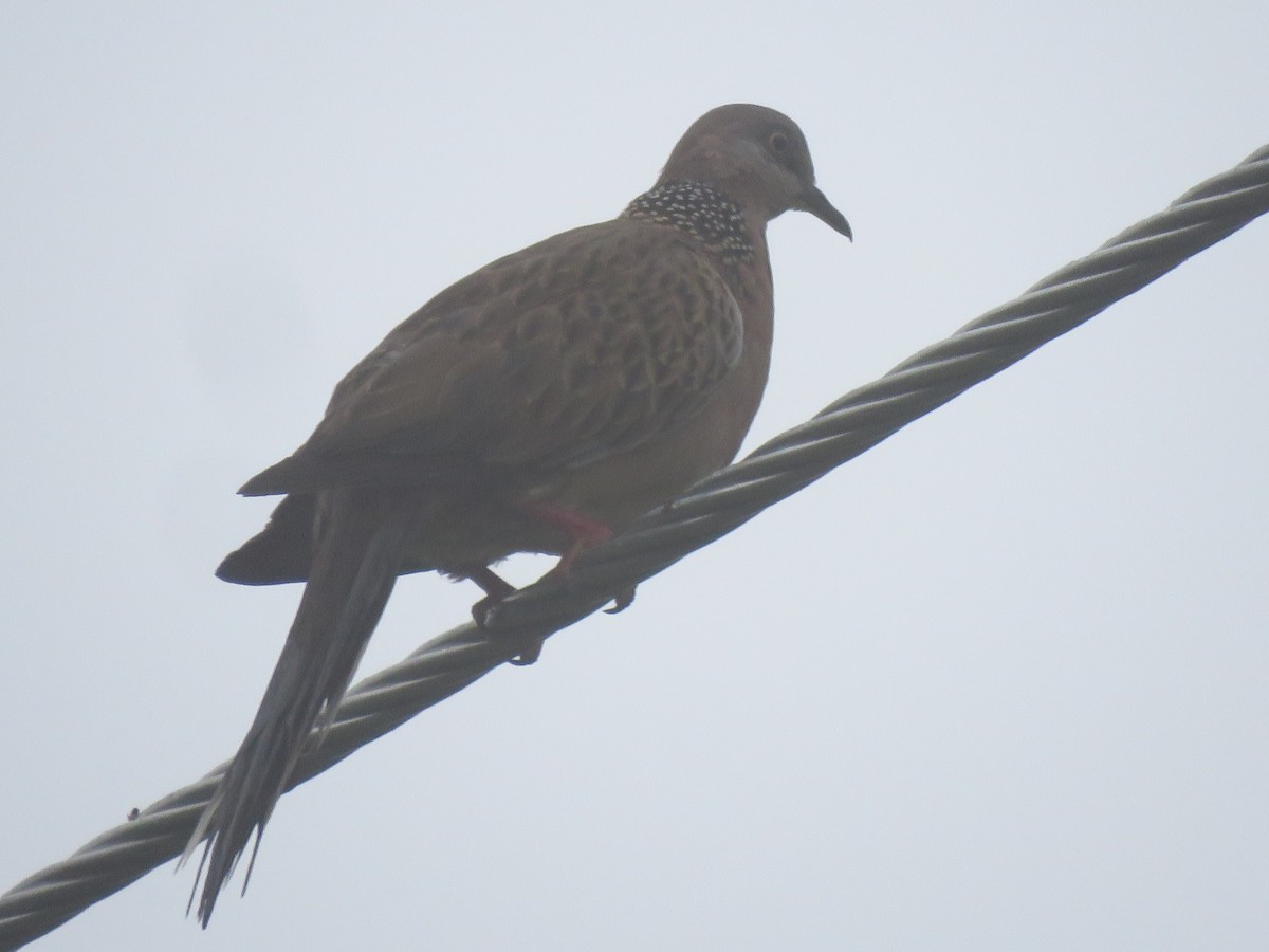 Spotted Dove - ML525893941