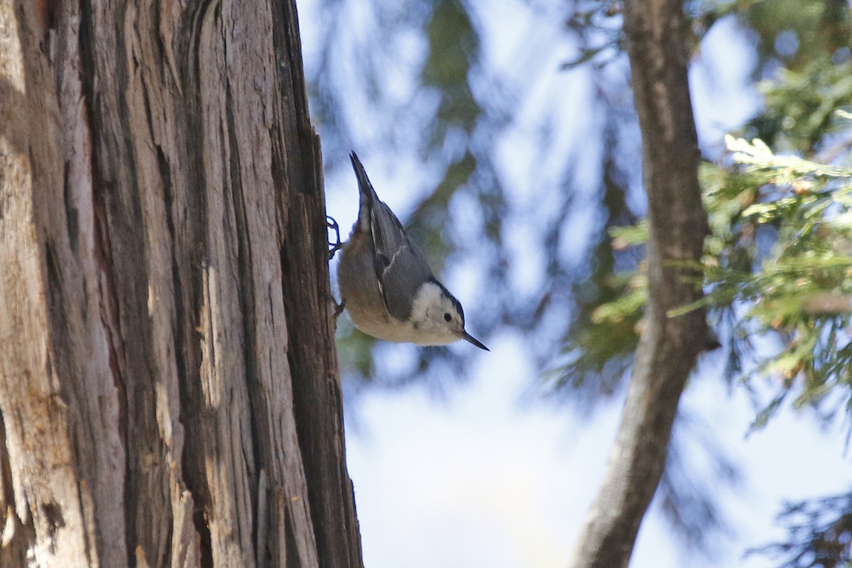 White-breasted Nuthatch - David McQuade