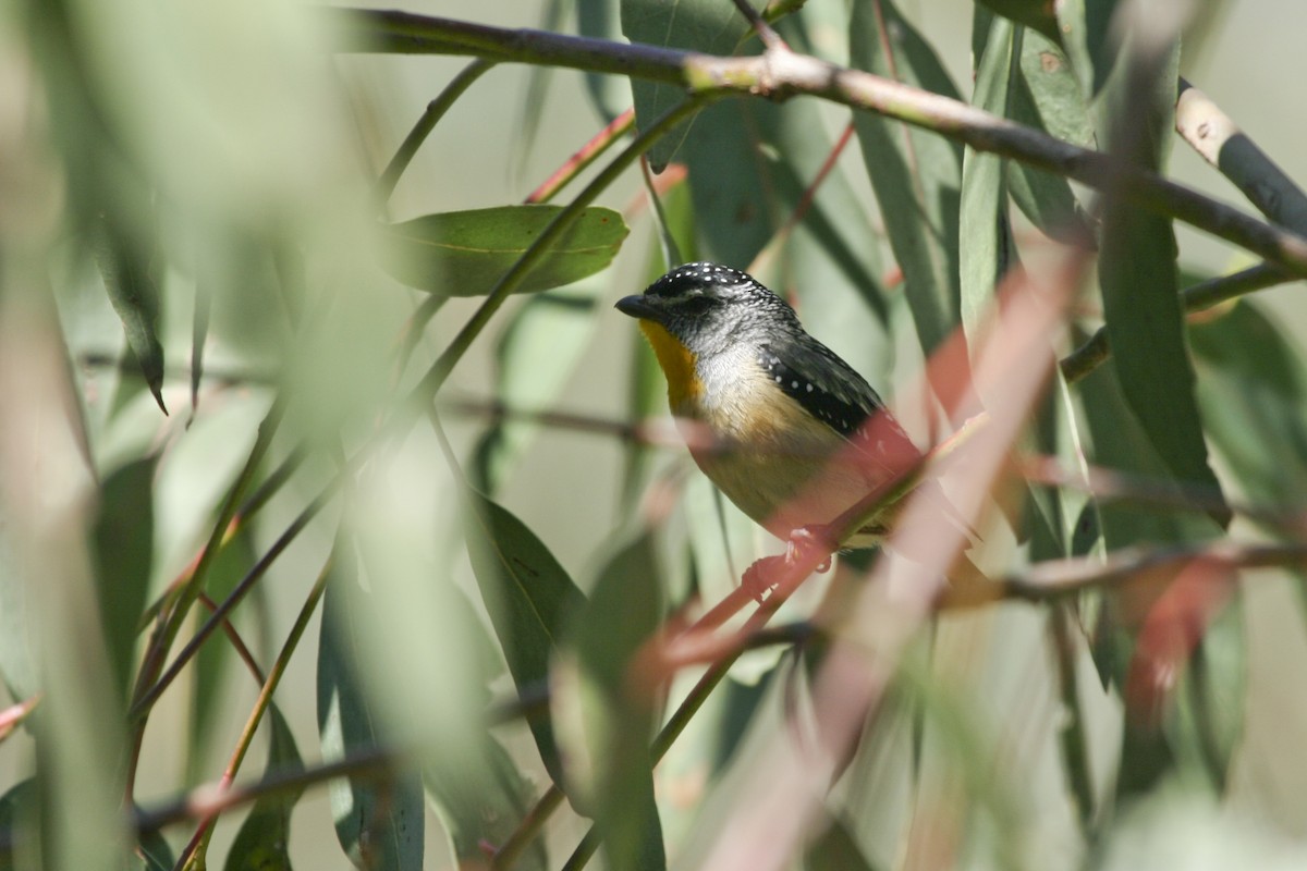Spotted Pardalote - ML525895791