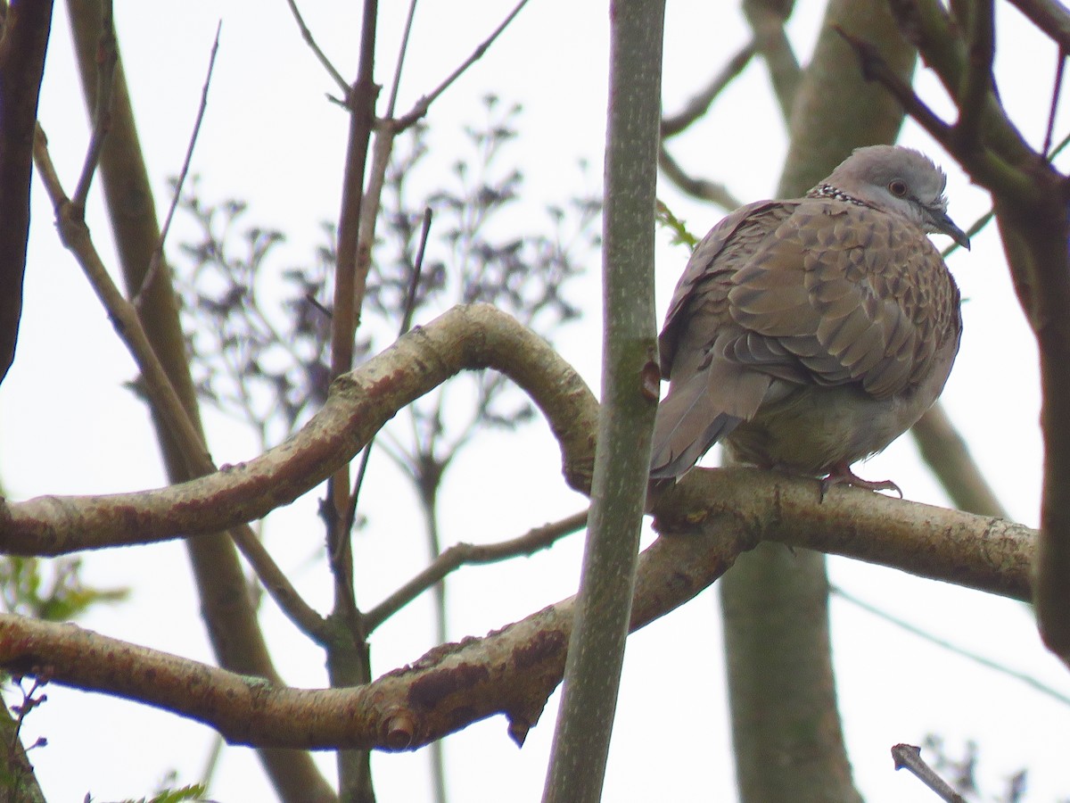 Spotted Dove - ML525897401