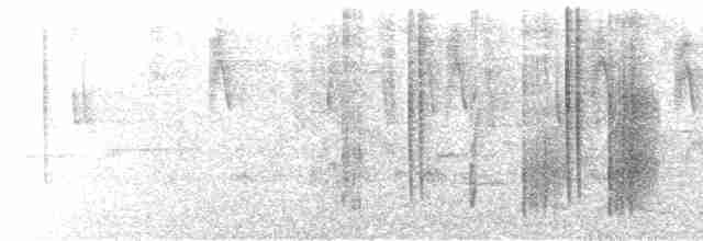  - Talamanca Hummingbird