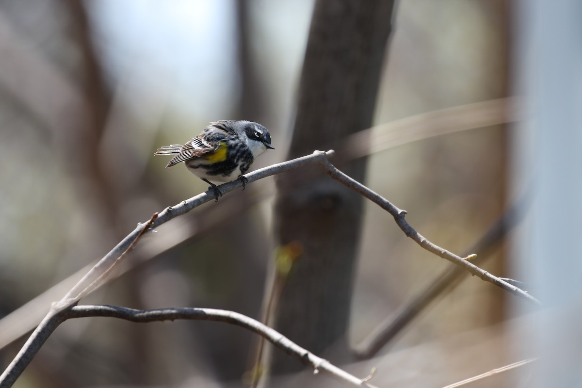 Yellow-rumped Warbler (Myrtle) - ML525905001