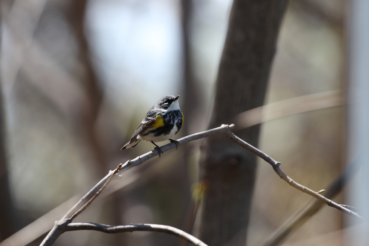 Yellow-rumped Warbler (Myrtle) - ML525905011