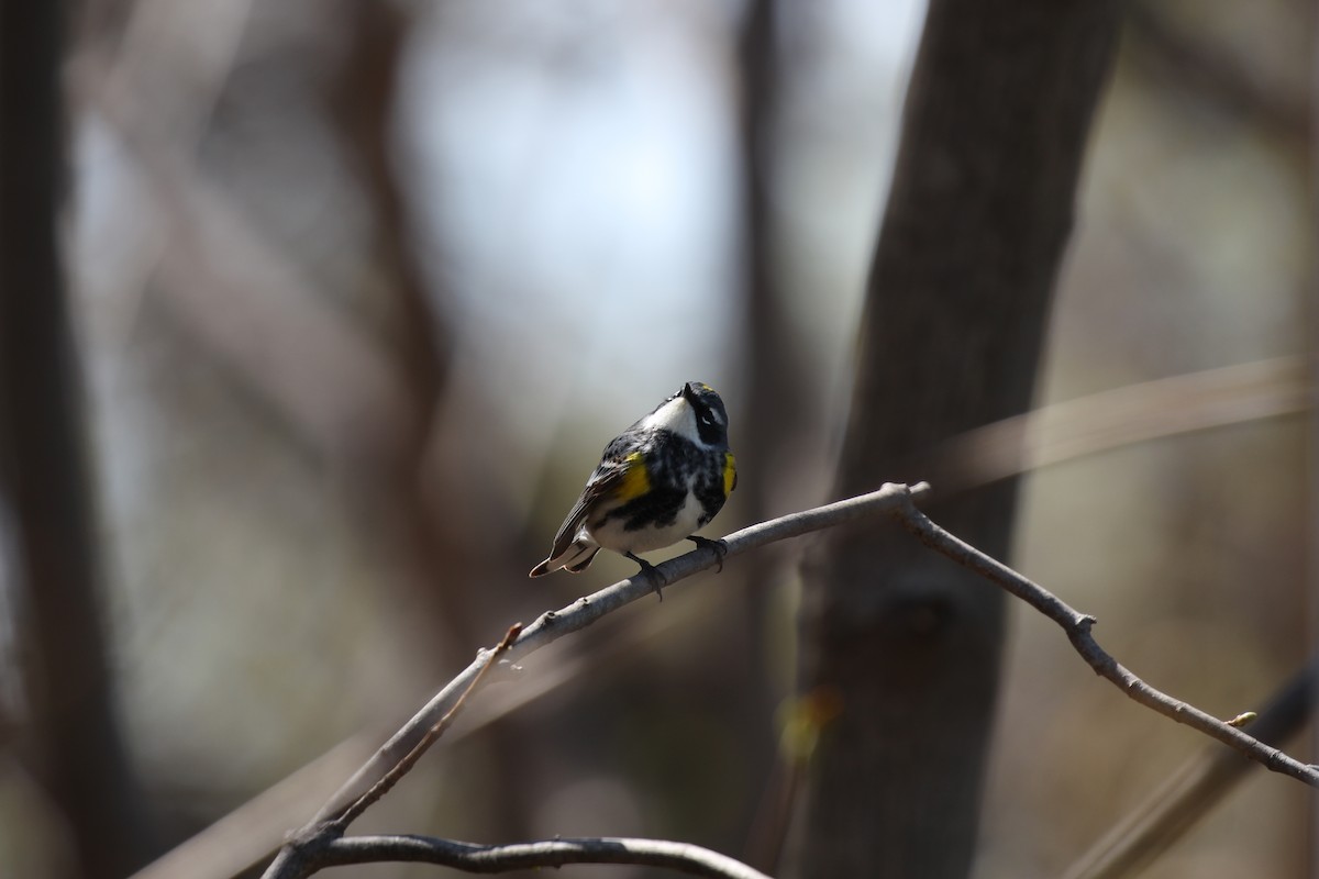 Yellow-rumped Warbler (Myrtle) - ML525905041