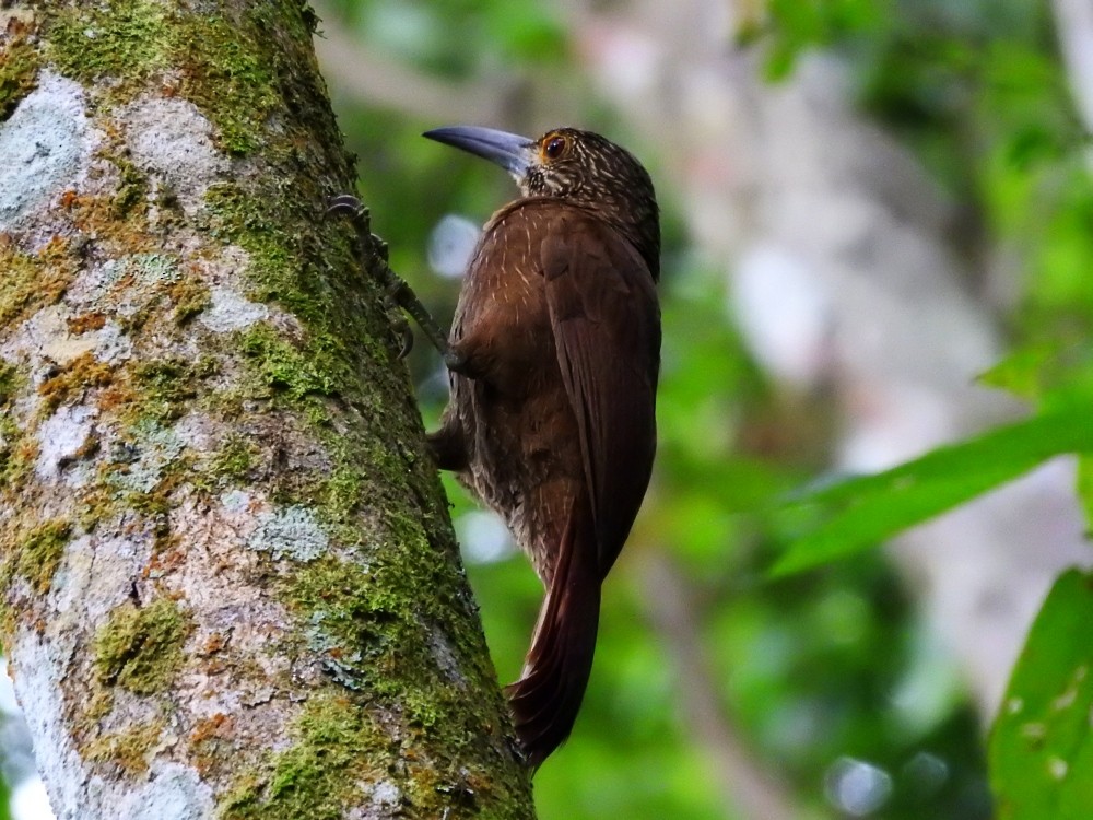 Strong-billed Woodcreeper - ML525905561