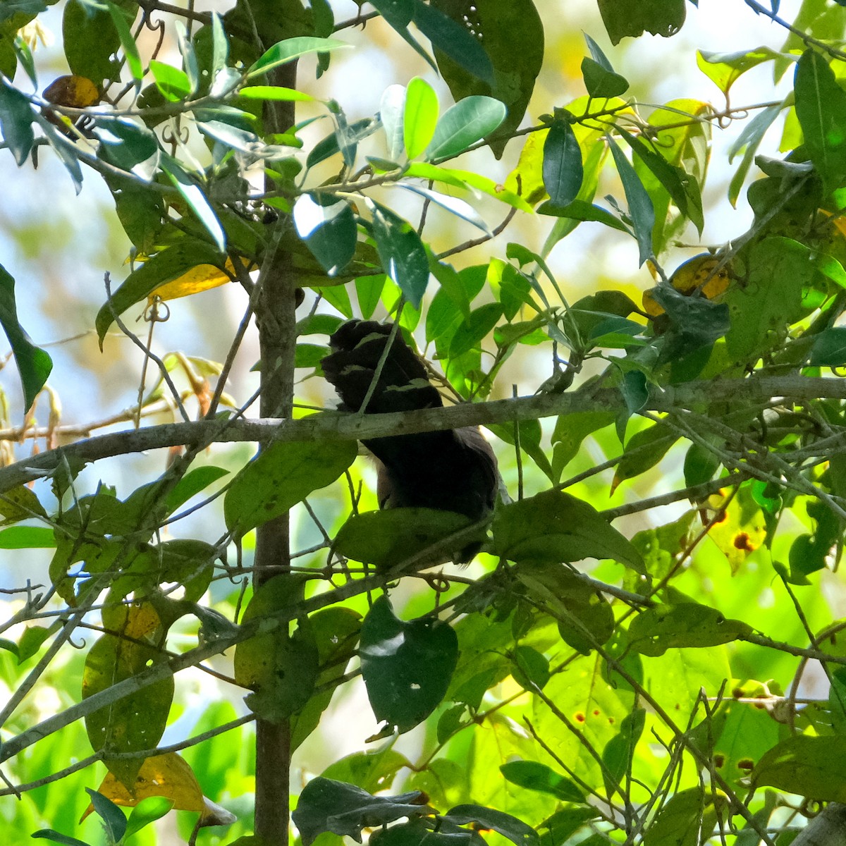 Squirrel Cuckoo (Amazonian) - ML525905681