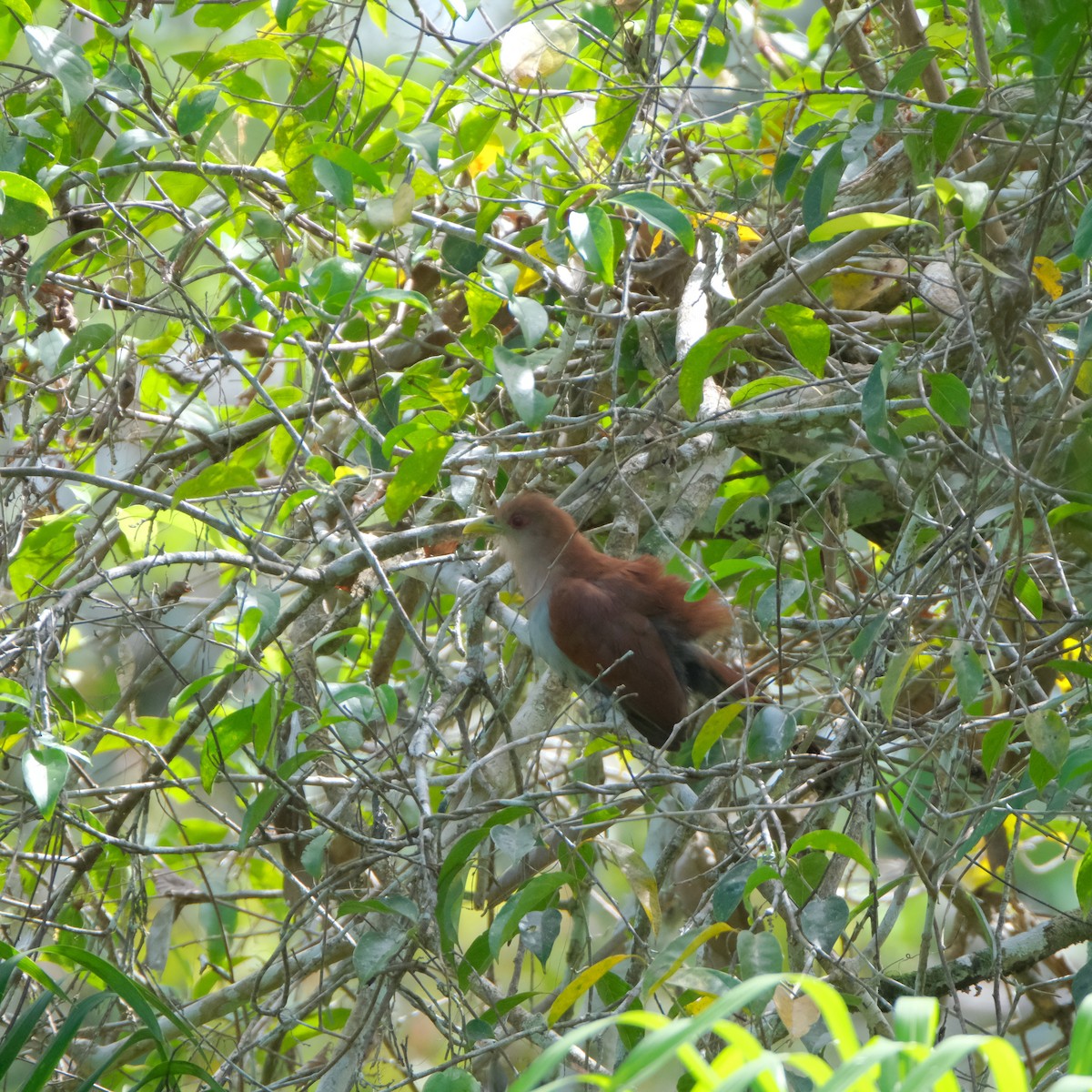 Squirrel Cuckoo (Amazonian) - ML525905701