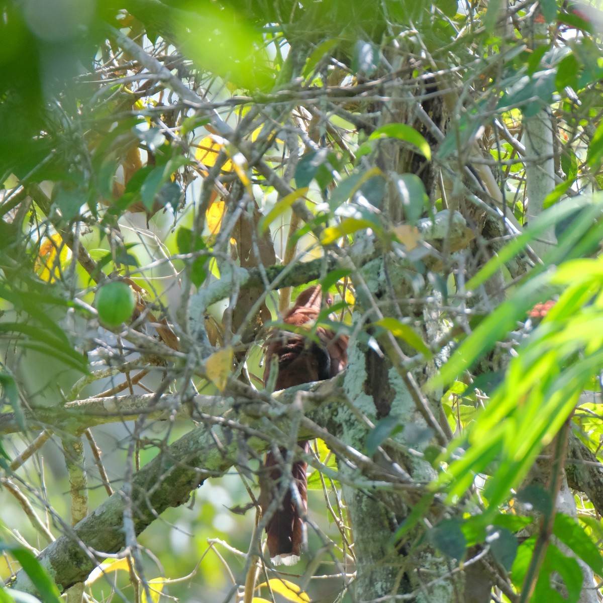 Squirrel Cuckoo (Amazonian) - ML525905711