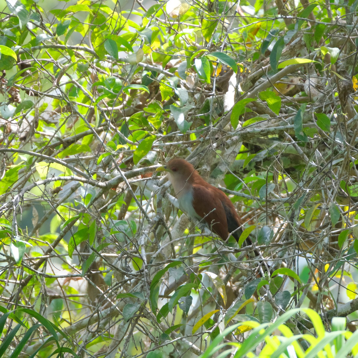 Squirrel Cuckoo (Amazonian) - ML525905721