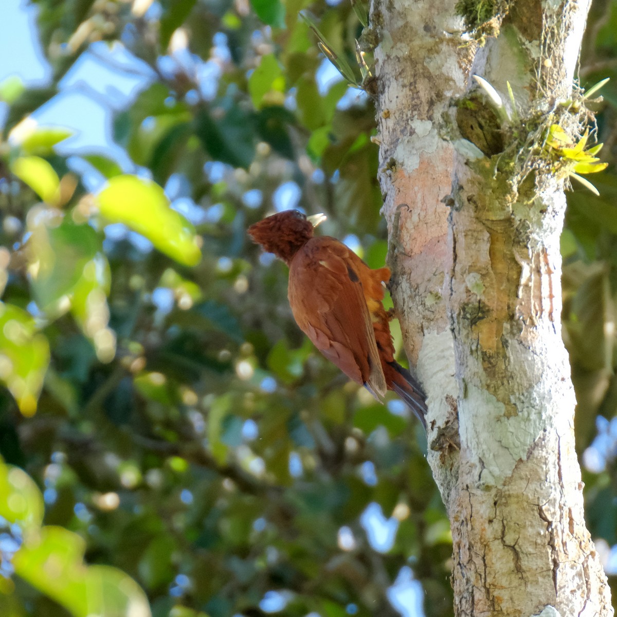 Chestnut Woodpecker - ML525910171