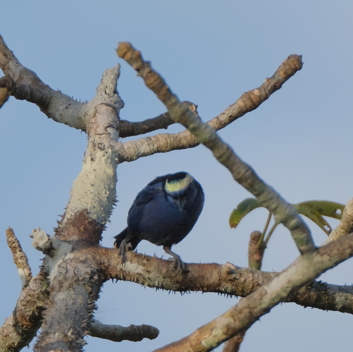 Opal-crowned Tanager - Jean-Marc Emery