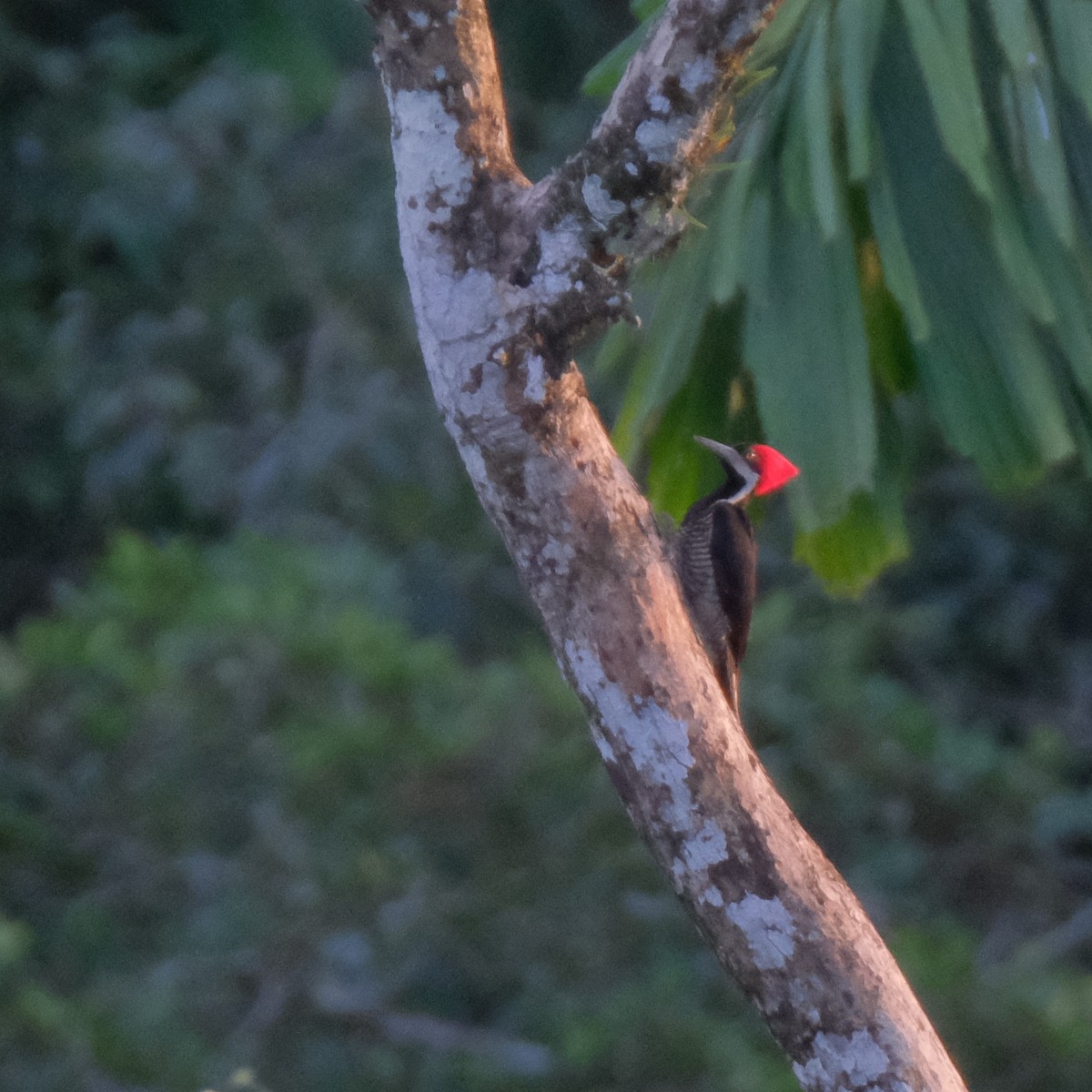 Crimson-crested Woodpecker - ML525911721