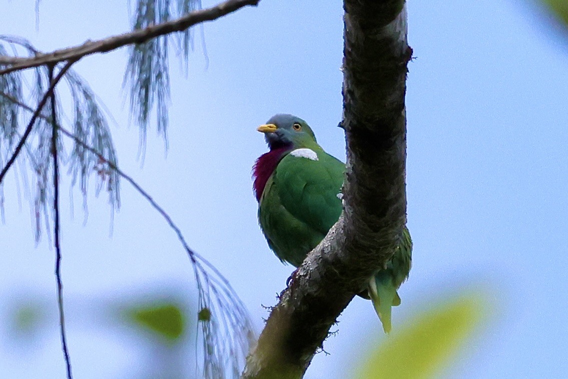 Claret-breasted Fruit-Dove - Mike Sylvia