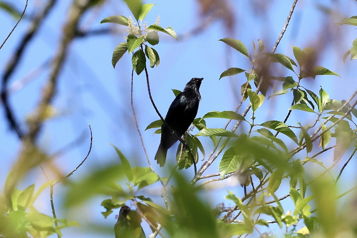Brown-winged Starling - ML525916771