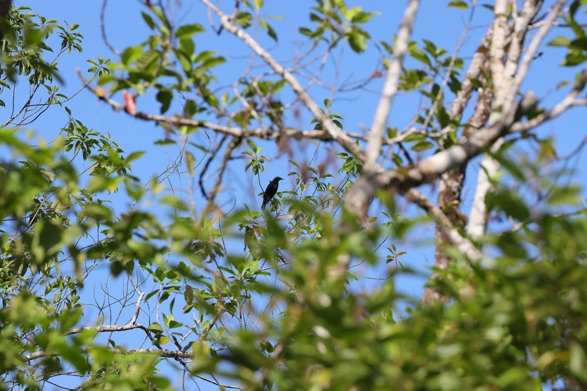 Brown-winged Starling - ML525916841
