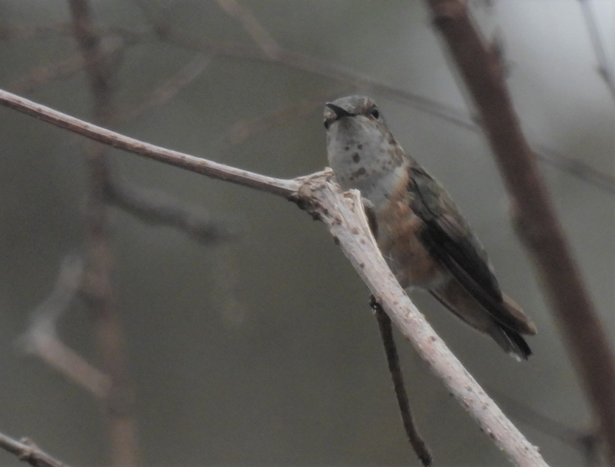 Rufous Hummingbird - ML525920041