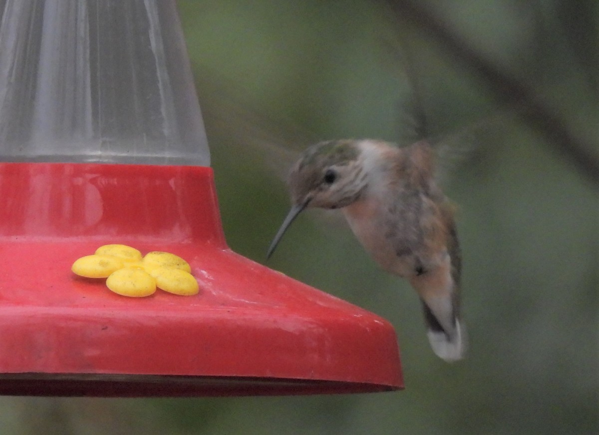 Calliope Hummingbird - ML525920081