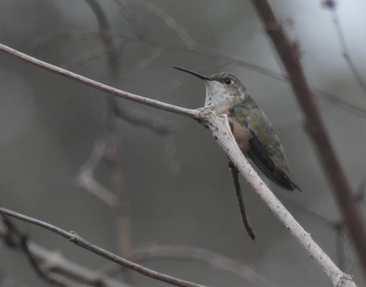 Rufous Hummingbird - ML525920101