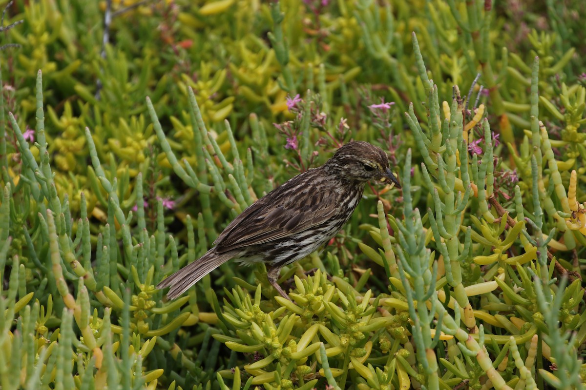 Savannah Sparrow (Belding's) - ML52592611
