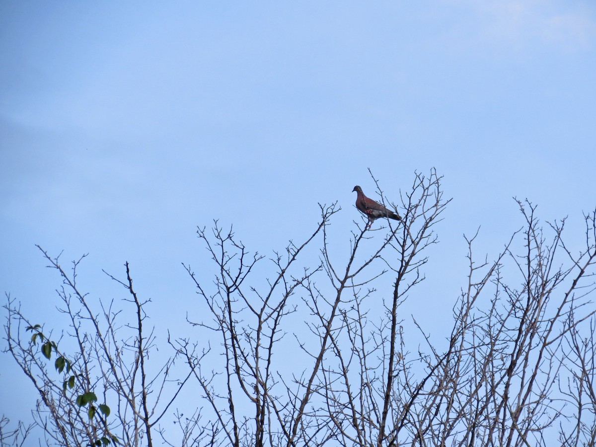 Рыжспинный голубь - ML525929351