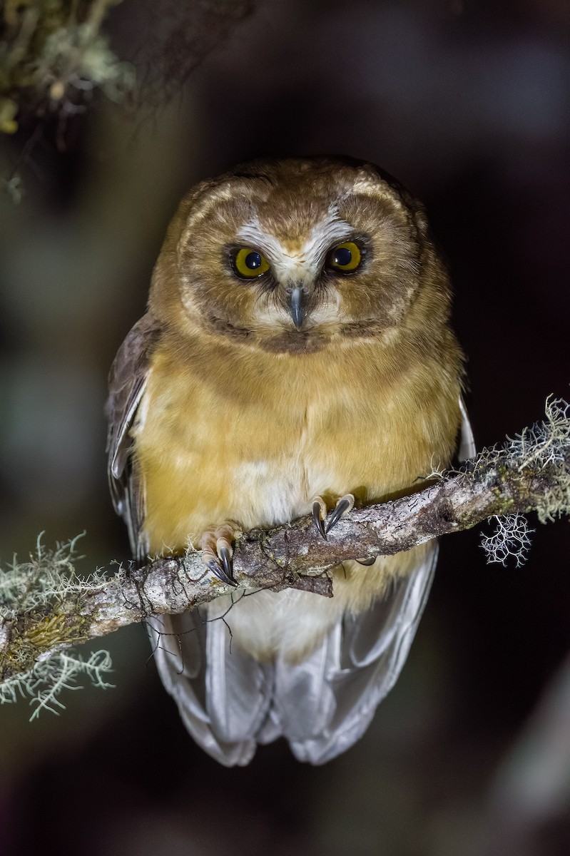 Unspotted Saw-whet Owl - Diego Quesada