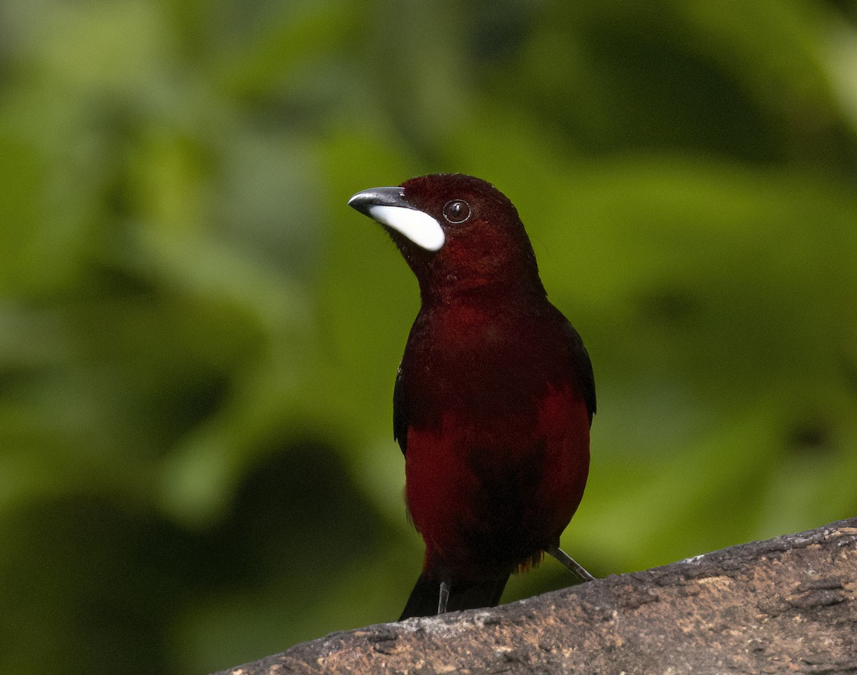 Black-bellied Tanager - ML525931341