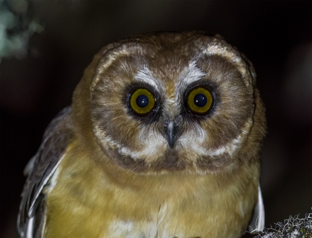 Unspotted Saw-whet Owl - Diego Quesada