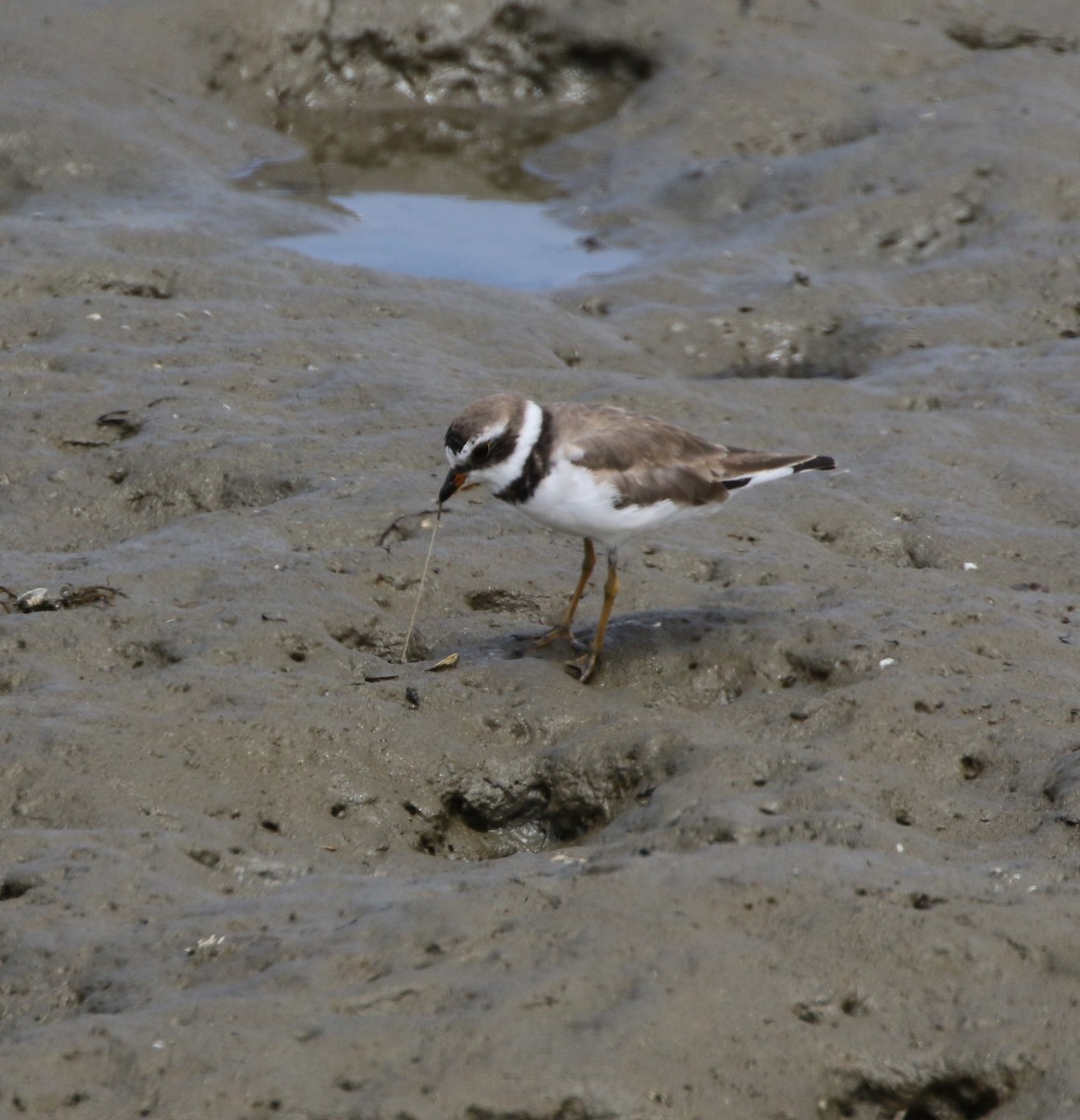 Semipalmated Plover - ML52593711