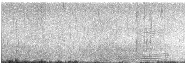 tučňák galapážský - ML525939611