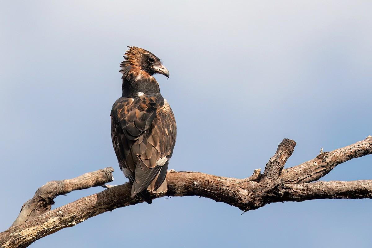 Black-breasted Kite - ML525939961
