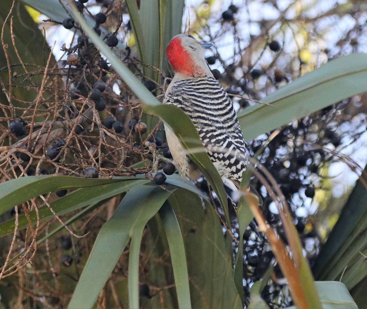 Red-bellied Woodpecker - ML525941331