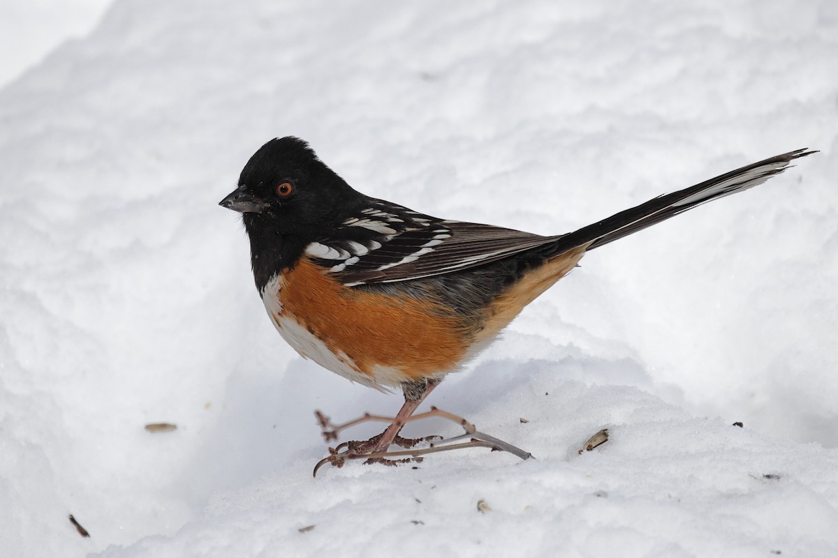 Spotted Towhee - ML525941571