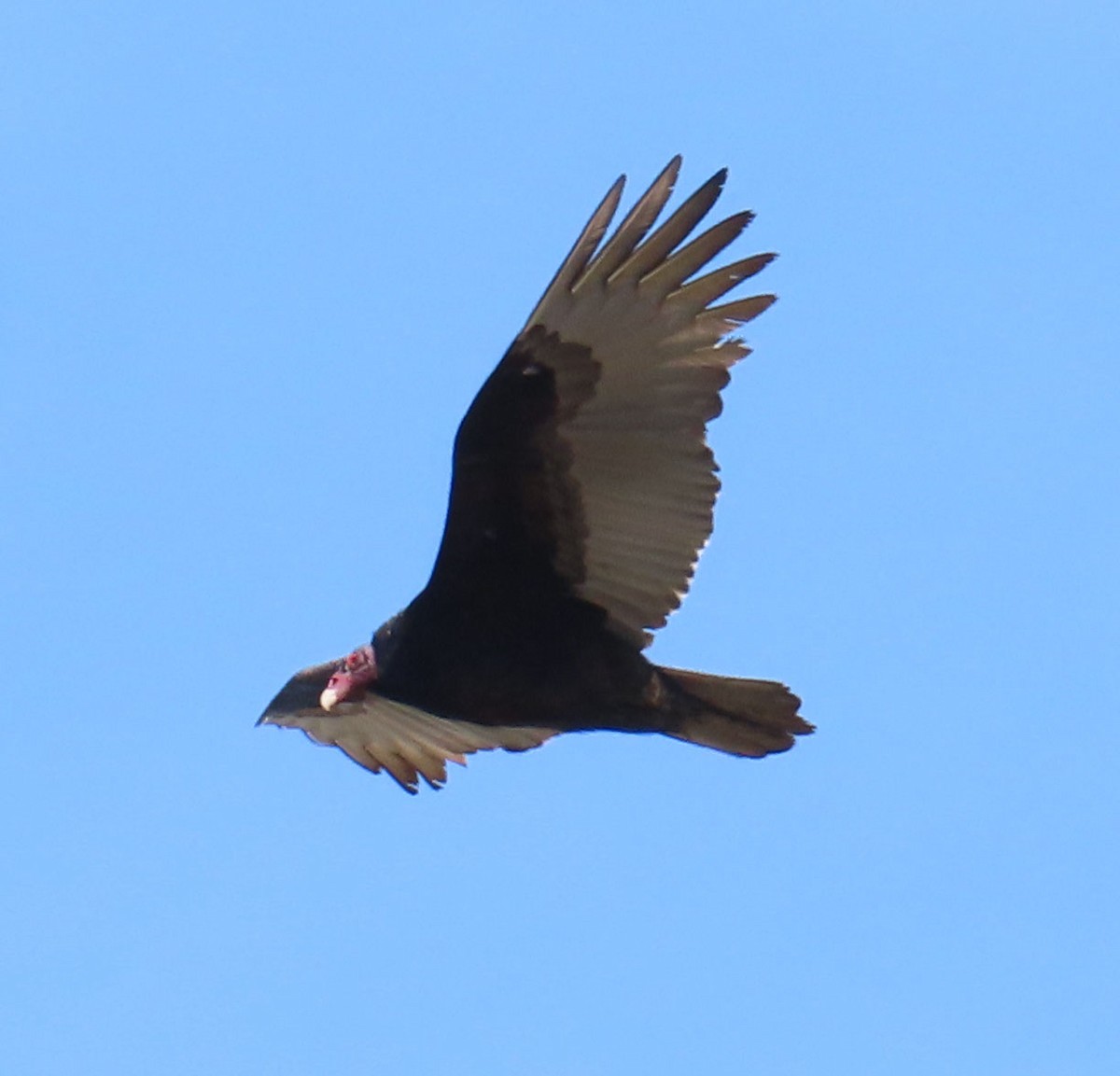 Turkey Vulture - ML525949181