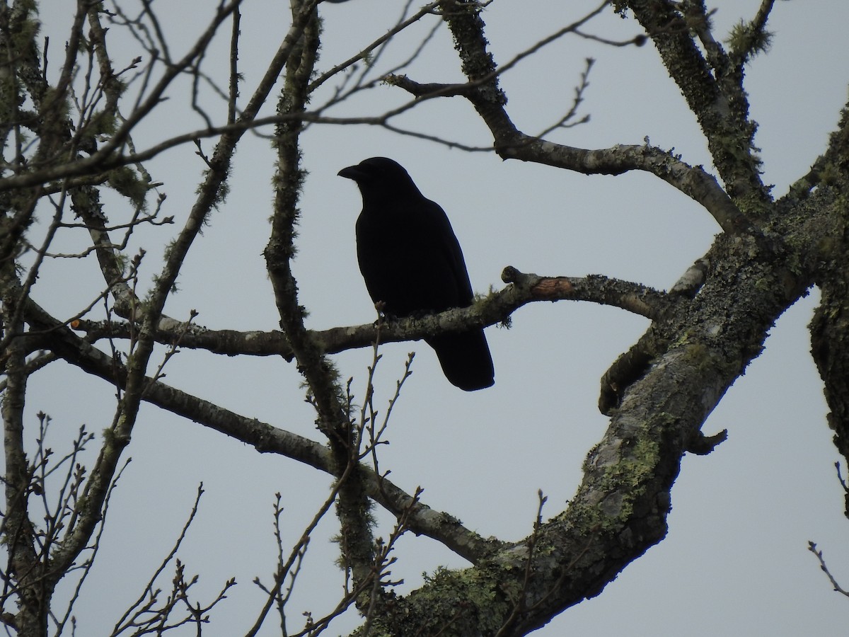 American Crow - ML525951211