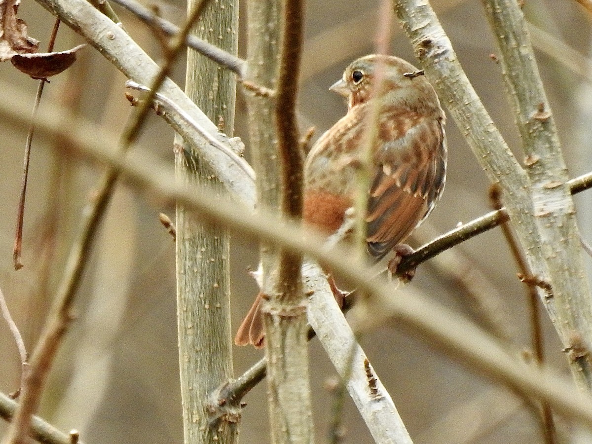Fox Sparrow (Red) - ML525951301