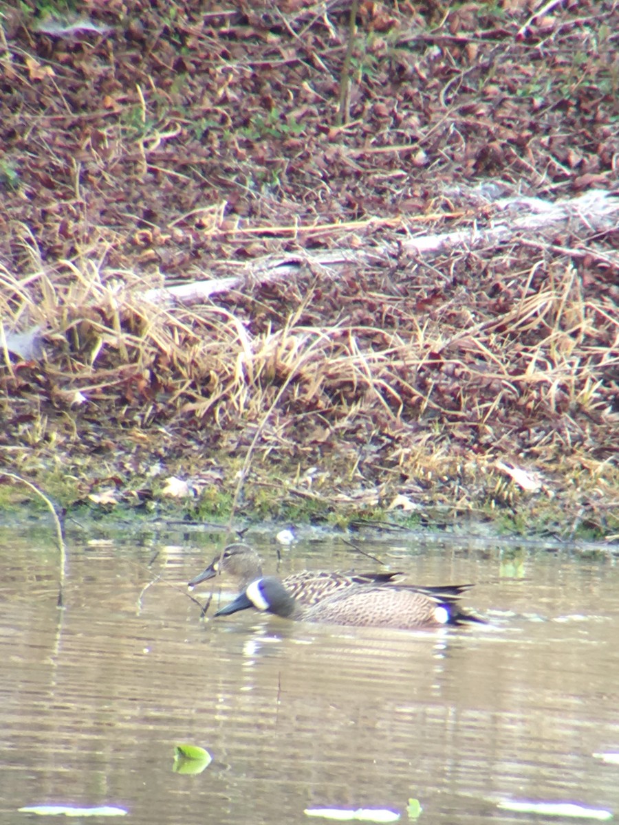 Blue-winged Teal - ML52595481