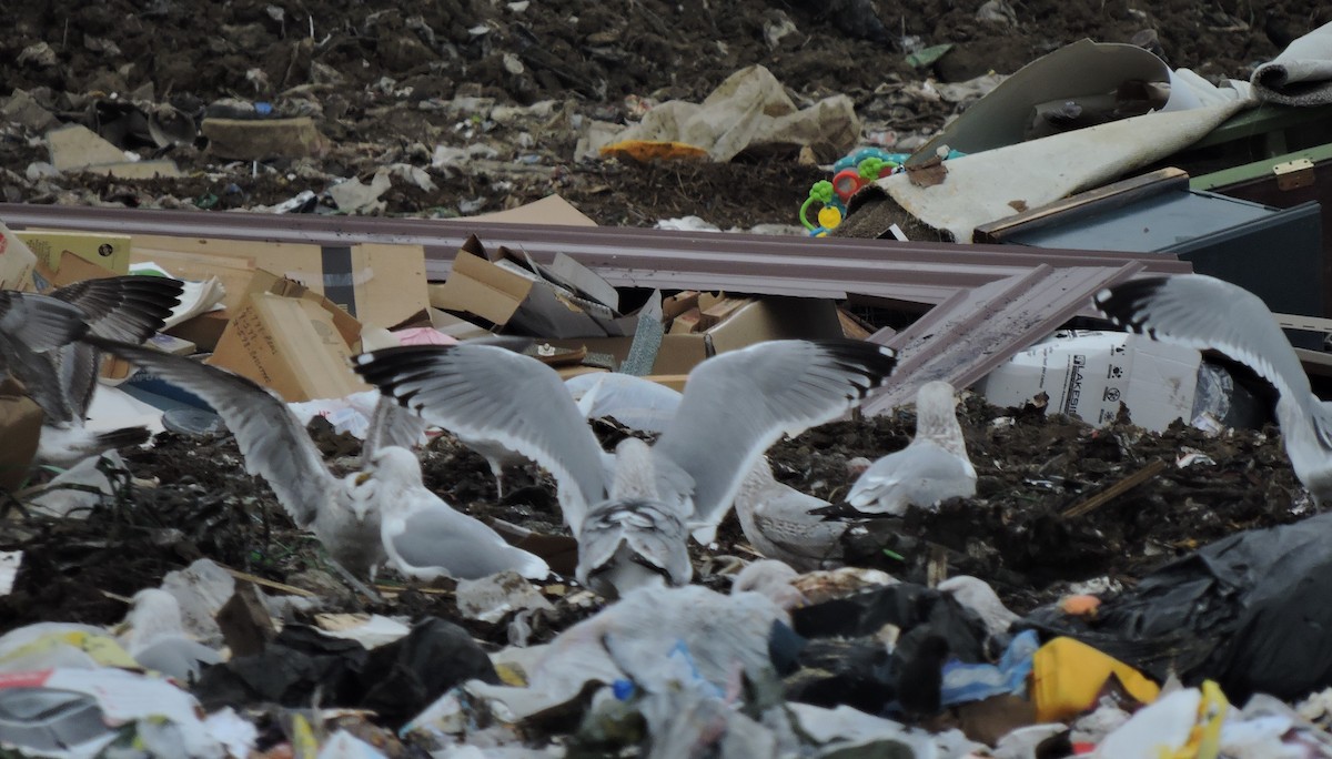 eBird Checklist 18 Jan 2023 Elkhart Co. Landfill and Pond 11 species