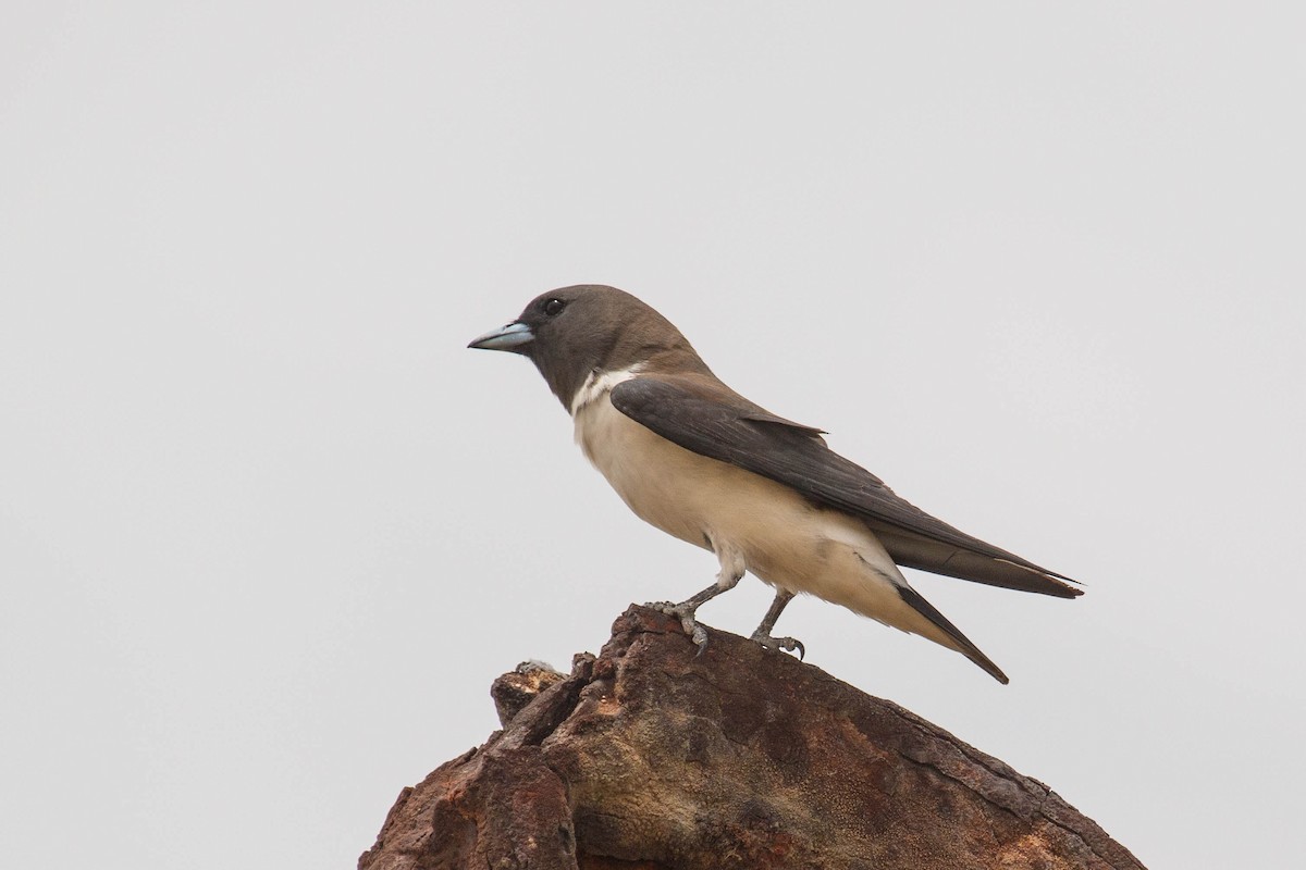 White-breasted Woodswallow - ML525956591