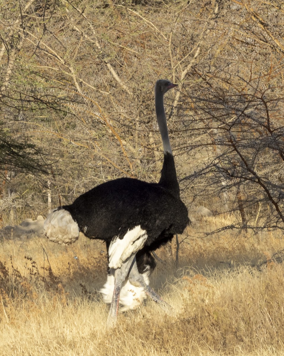Somali Ostrich - ML525957921