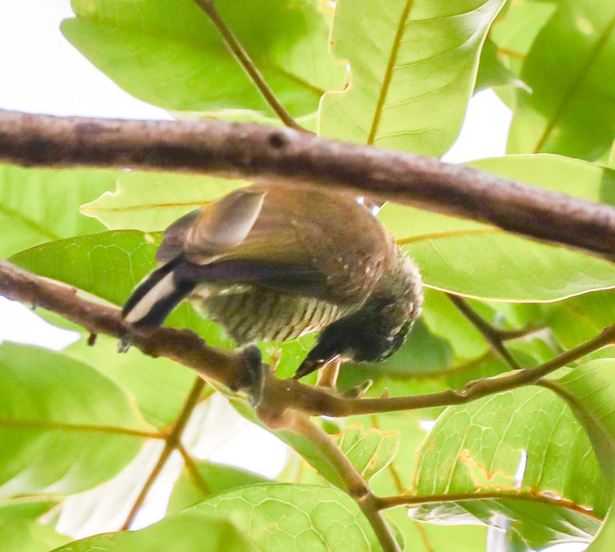 Golden-spangled Piculet - Elby Anderson A Silva