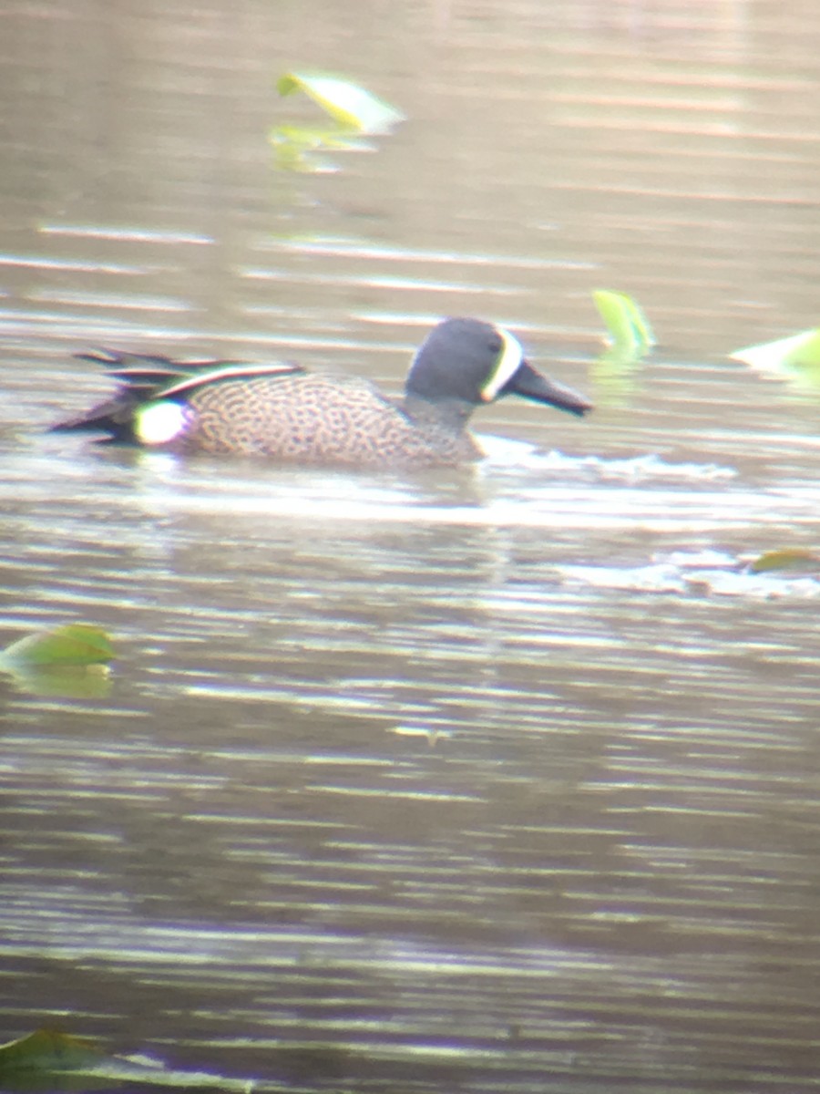 Blue-winged Teal - ML52595931