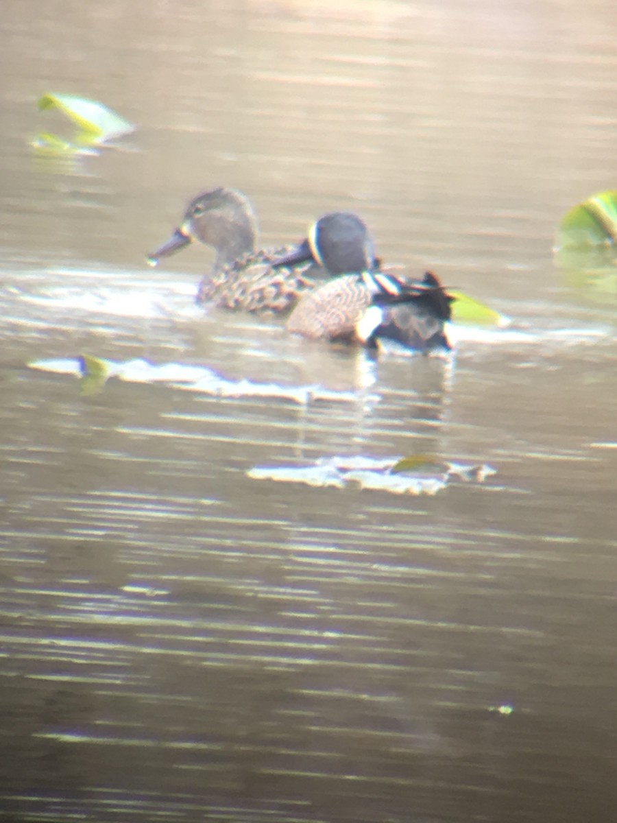 Blue-winged Teal - ML52595941