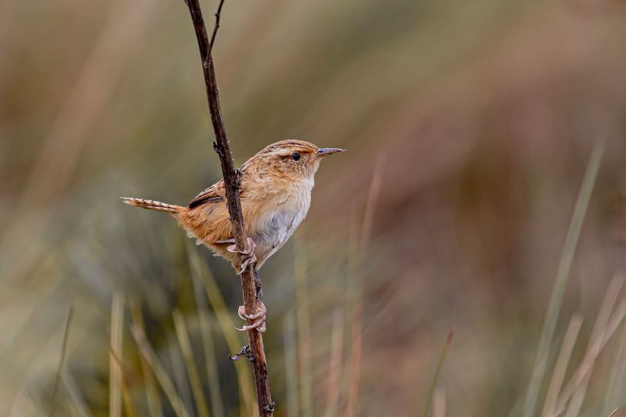 Saltapared Sabanero (minimus) - eBird