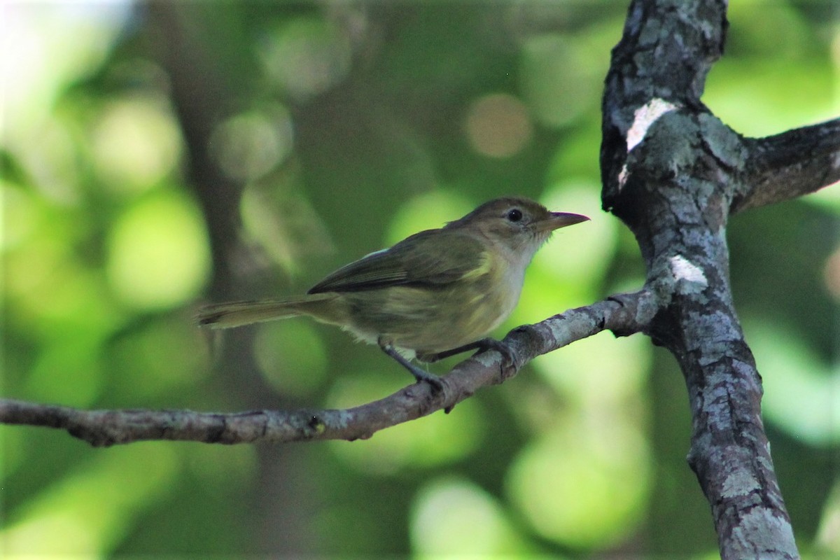 Golden-fronted Greenlet - Jedediah Smith