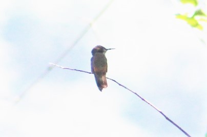 kolibřík fialovouchý - ML525965221