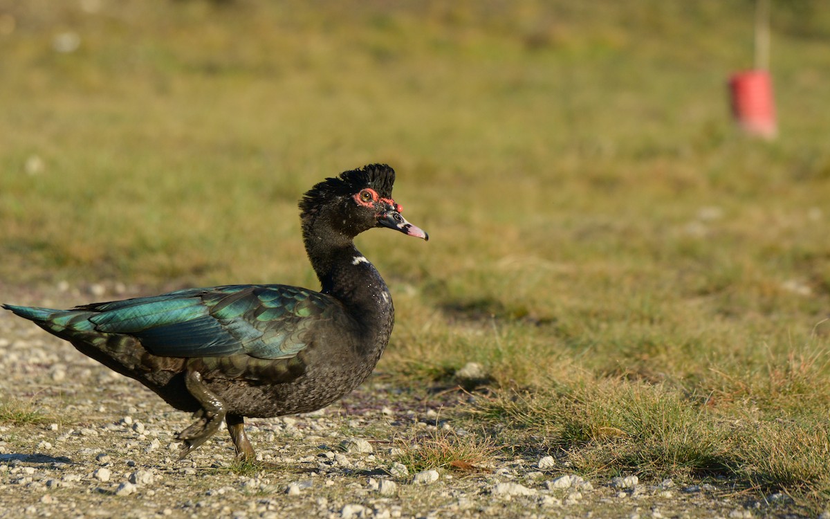 Muscovy Duck (Domestic type) - ML525969261