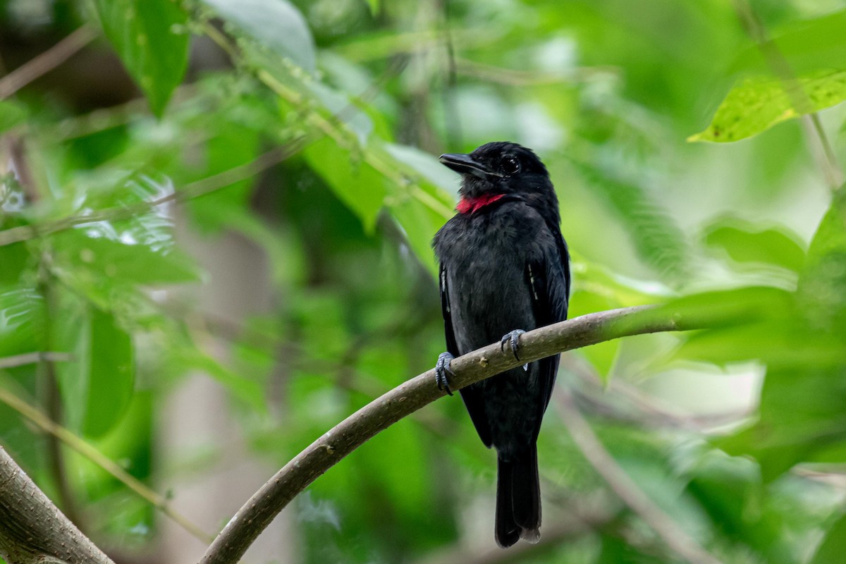 Pink-throated Becard - Danny Vargas - Manakin Expeditions