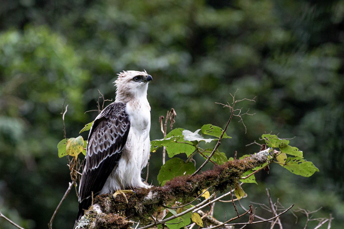 Black-and-chestnut Eagle - Danny Vargas - Manakin Expeditions